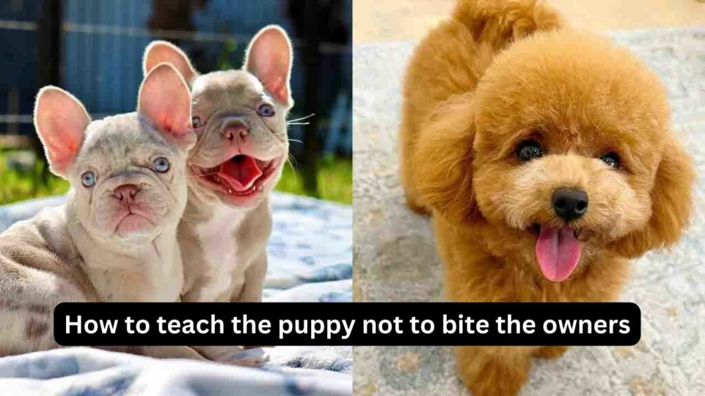 How-to-teach-the-puppy-not-to-bite-the-owners