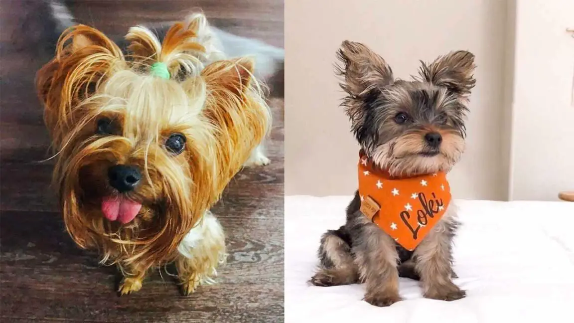 5 Ways To Extend Your Yorkie Life Span - DoggieBuzz