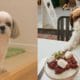 10 Things ONLY Shih Tzu Dog Owners will Understand