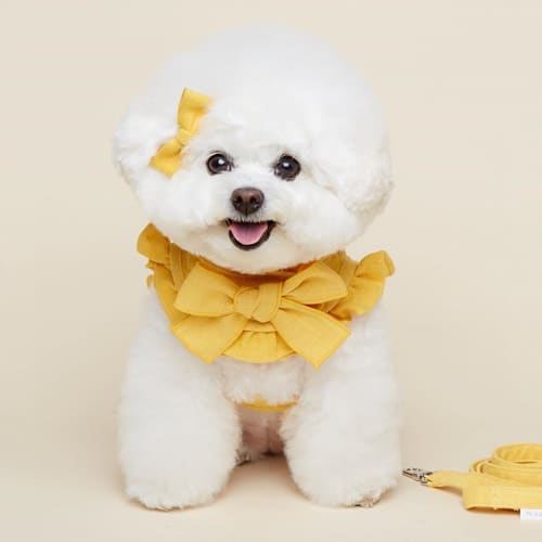 bichon-frise-dogs-miniature-dog-breeds