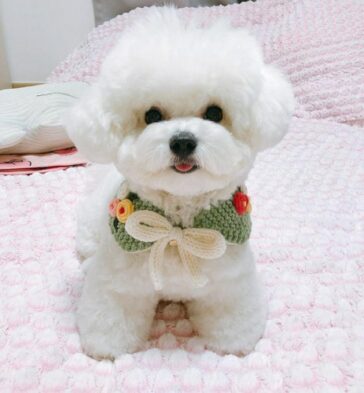 Amazing Fluffy Facts About the Bichon Frise - DoggieBuzz