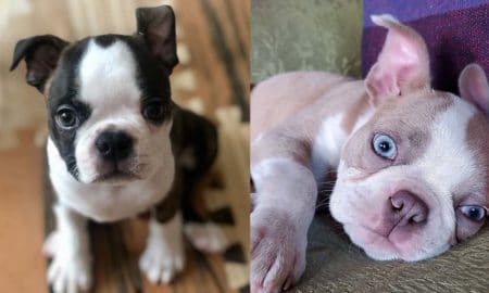 boston-terrier-puppies-facts