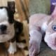 boston-terrier-puppies-facts
