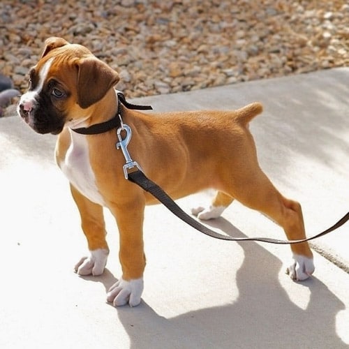 Boxer Puppies Facts