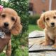 dachshund-puppies-facts