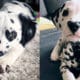 dalmatian-puppy-facts