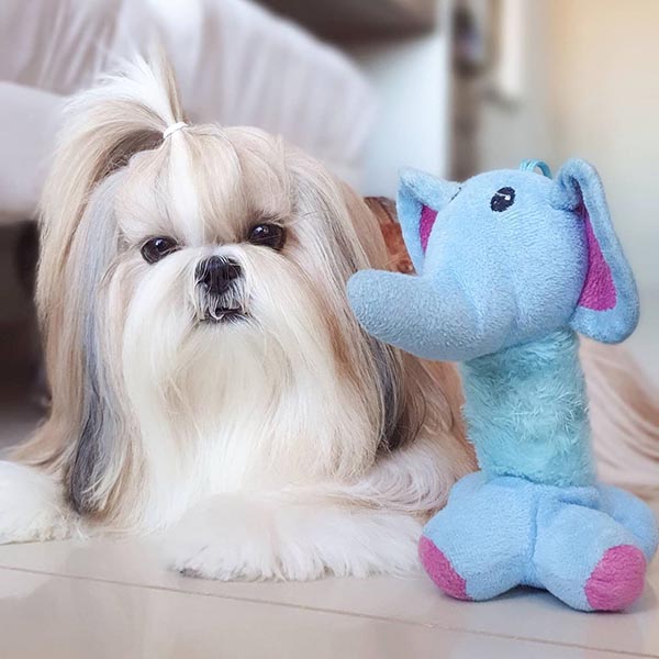 5 Ways to Extend Your Shih Tzus