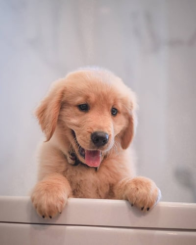 golden-retriever-puppies