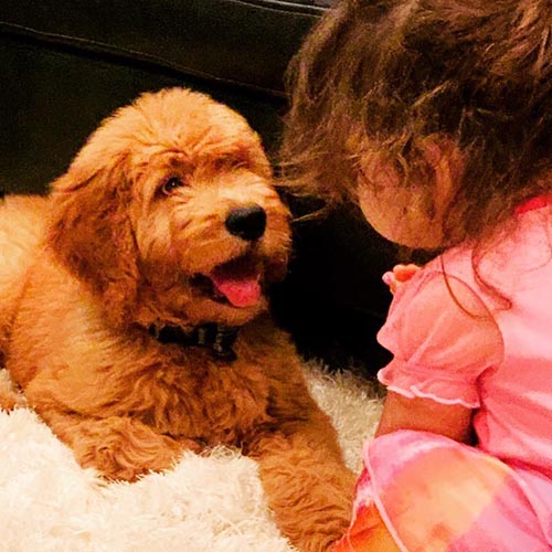 goldendoodle puppies facts 1 1