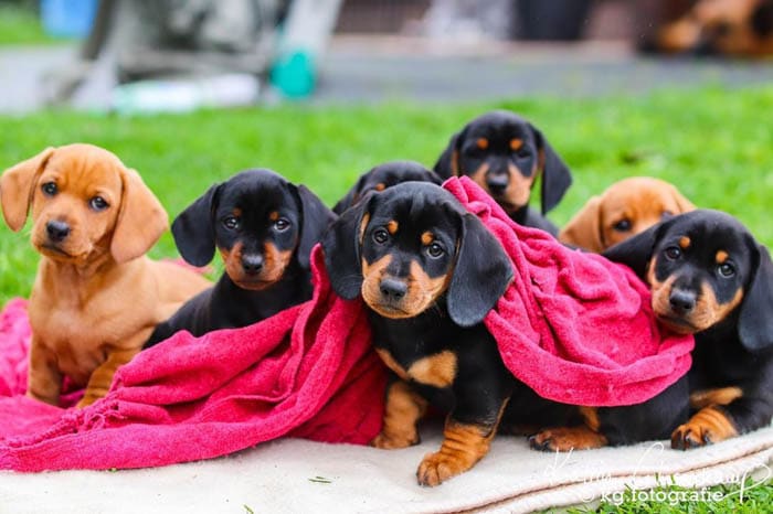 dachshunds-puppies