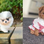 miniature-dog-breeds