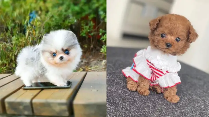 12 Cute Miniature Dog Breeds - Best Toy Dog Breed List