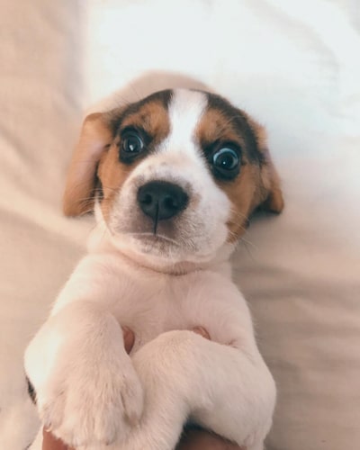 miniature-dog-breeds-beagle