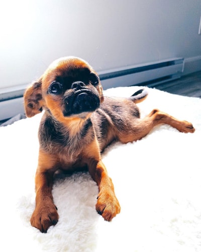 miniature-dog-breeds-brussels-griffon