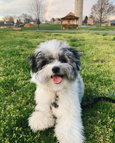 pomeranian-poodle-mix-puppies