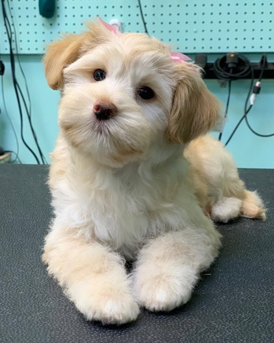 pomeranian-poodle-mix-puppies