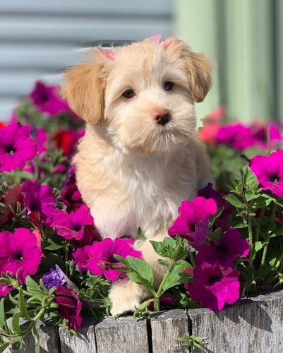 pomeranian-poodle-mix-puppies