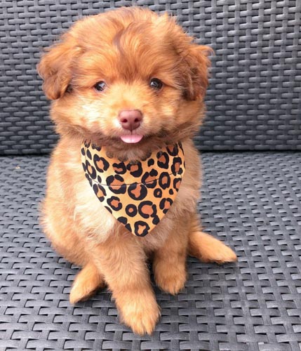 pomeranian-poodle-mix-puppies