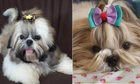 5 Ways to Extend Your Shih Tzus Life Span