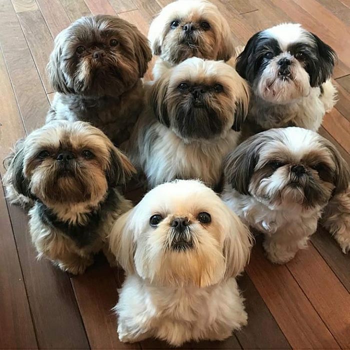 5 Ways to Extend Your Shih Tzus Life Span