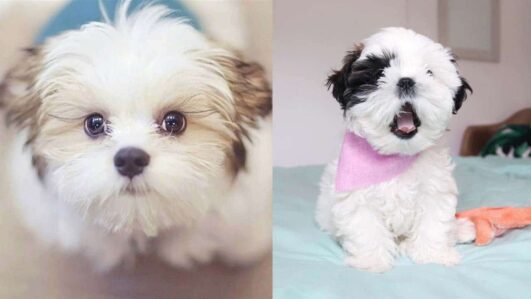 5 Shih Tzu Puppies Facts To Make You Fall In Love - DoggieBuzz