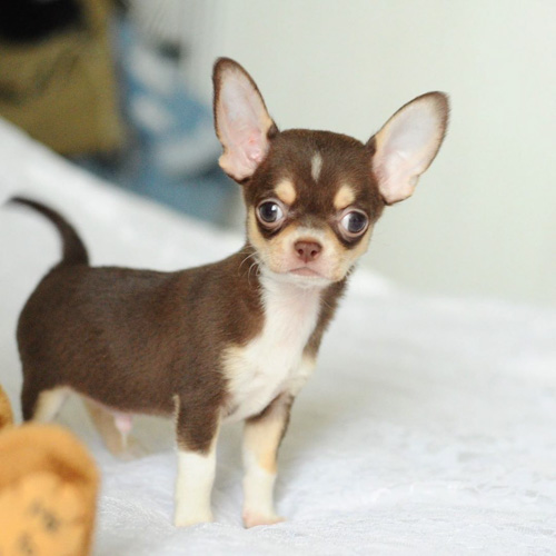 chihuahua-miniature-dog-breeds