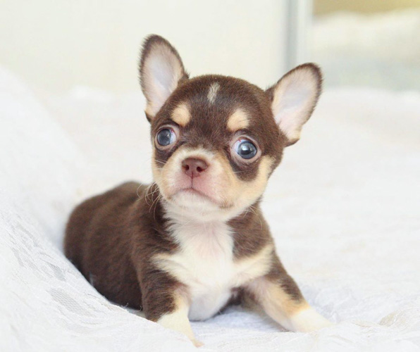 teacup-dogs-chihuahua