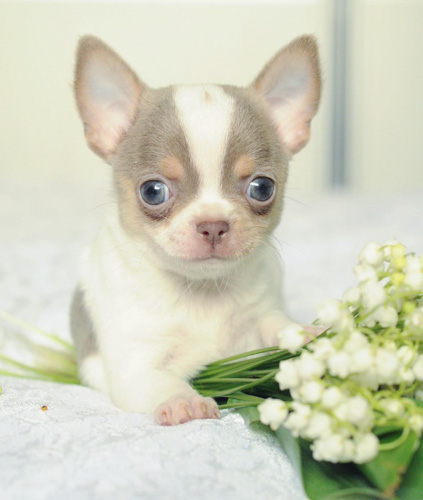 chihuahua-puppies facts