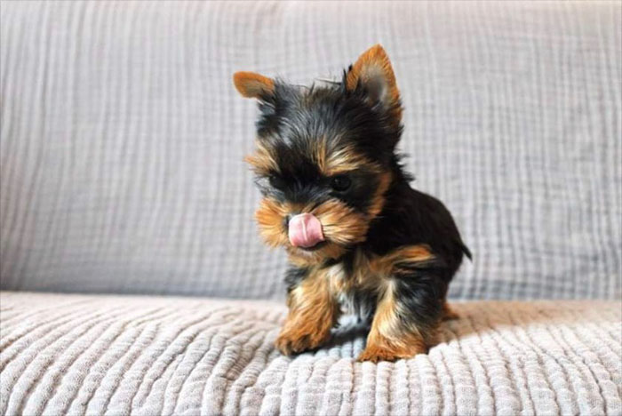 yorkie-puppies-facts-miniature-dog-breeds