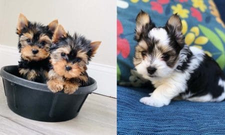 yorkie-puppies-facts