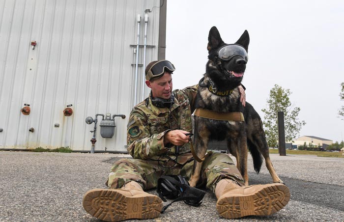 military-dogs