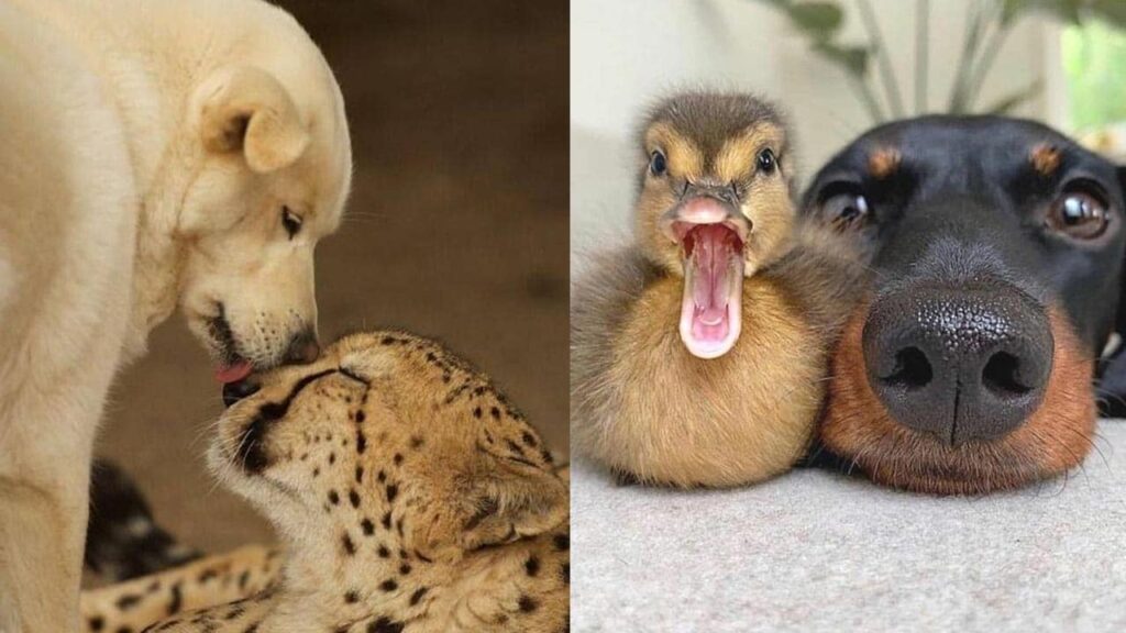 unexpected-friendships-with-unusual-animals