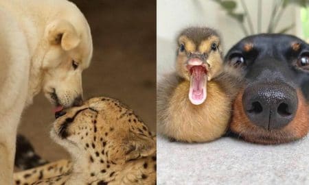 unexpected-friendships-with-unusual-animals