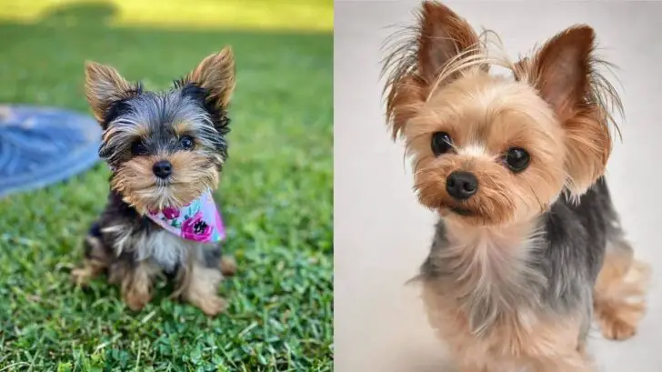 Top 10 Benefits of Having a Yorkie - DoggieBuzz