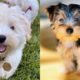 10-most-feminine-dog-breeds-for-women-and-men