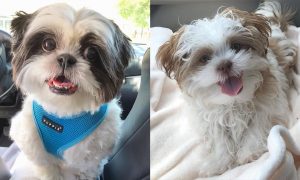 10-things-only-shihtzu-dog-owners-will-understand