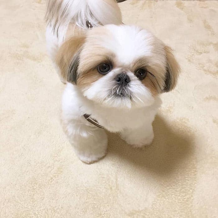 10-things-only-shihtzu-dog-owners-will-understand