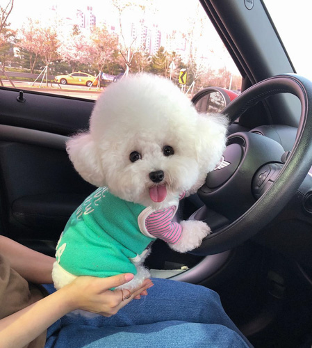 dog-in-a-hot-car