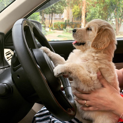dog-in-a-hot-car