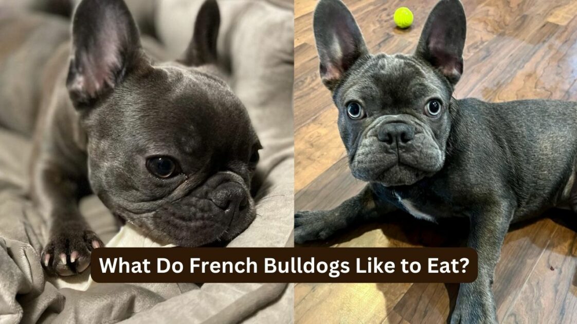 What Do French Bulldogs Like to Eat? - DoggieBuzz