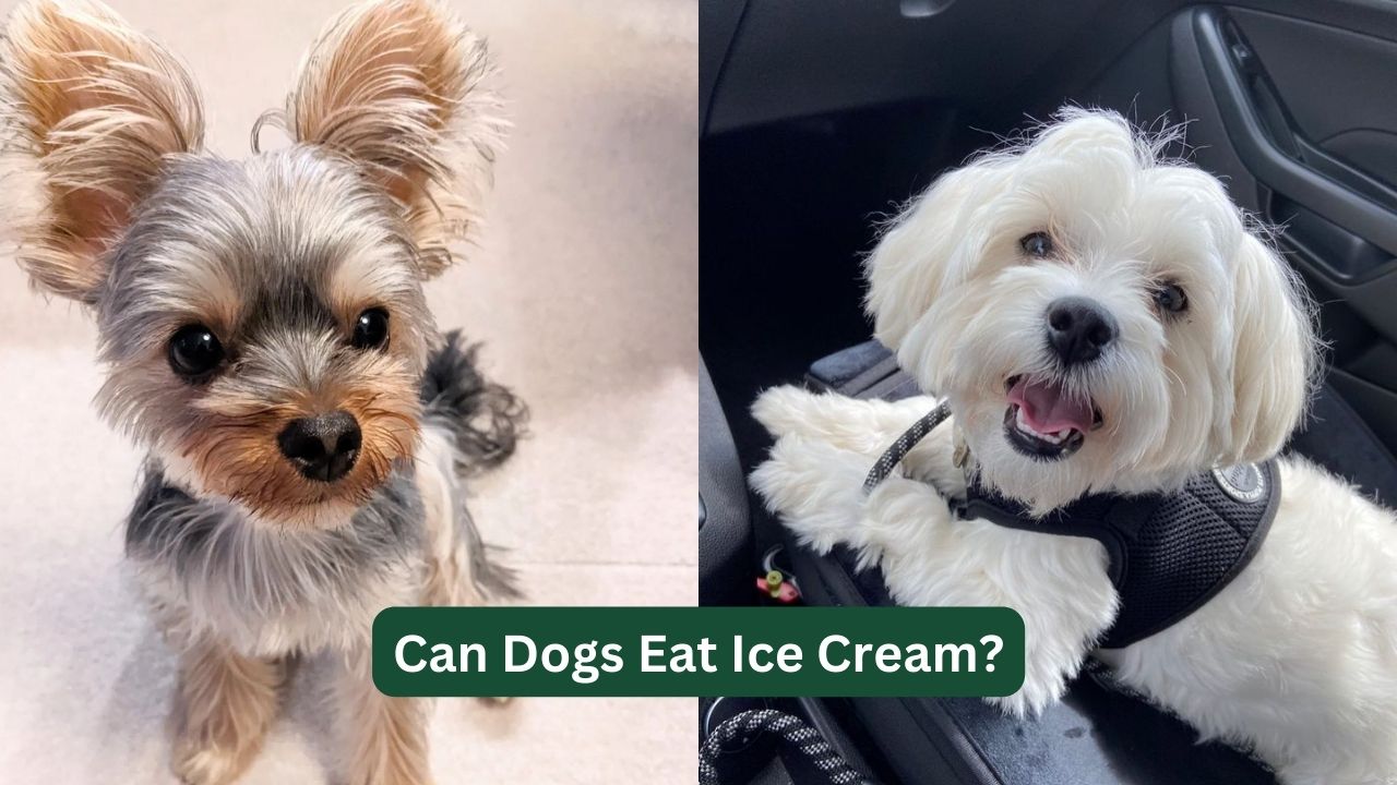 Can-Dogs-Eat-Ice-Cream
