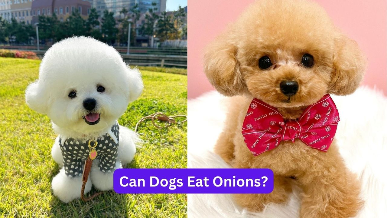 Can-Dogs-Eat-Onions