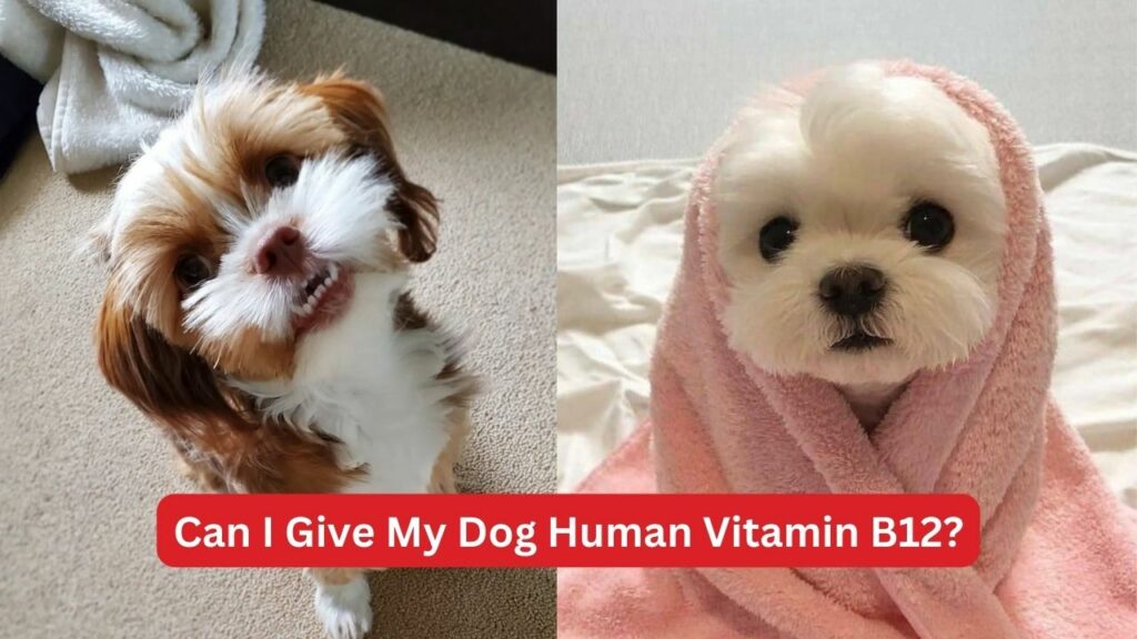 Can-I-Give-My-Dog-Human-Vitamin-B12