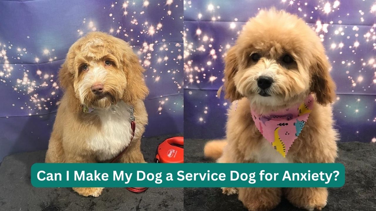 Can-I-Make-My-Dog-a-Service-Dog-for-Anxiety