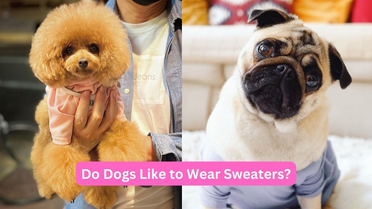 Do-Dogs-Like-to-Wear-Sweaters