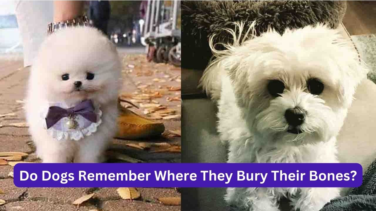 Do-Dogs-Remember-Where-They-Bury-Their-Bones