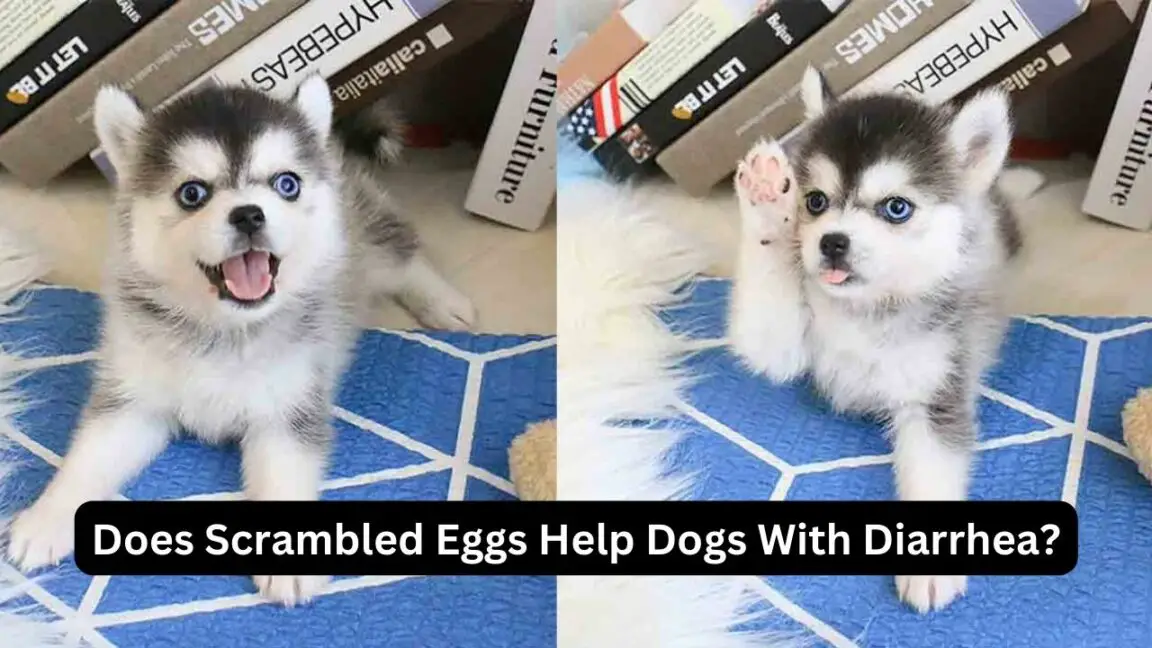 Does Scrambled Eggs Help Dogs With Diarrhea? DoggieBuzz