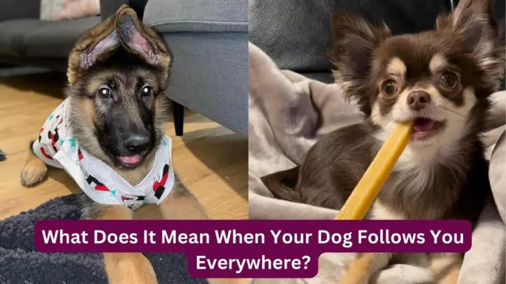 what-does-it-mean-when-your-dog-follows-you-everywhere-doggiebuzz