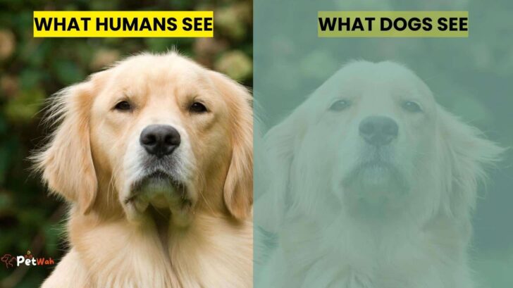 What Color Dogs Can See? - DoggieBuzz