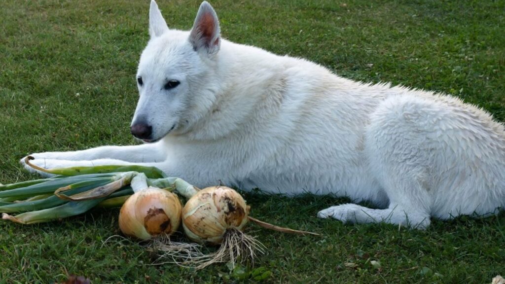 can dogs eat onions 1 1280x720 1